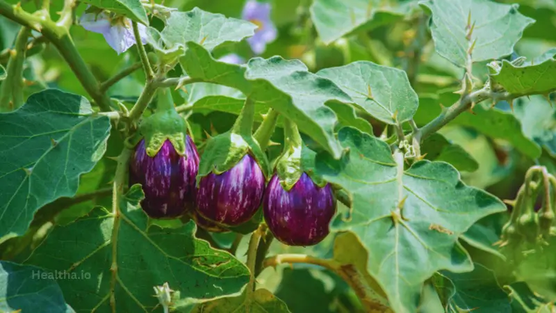 বেগুনের উপকারিতা