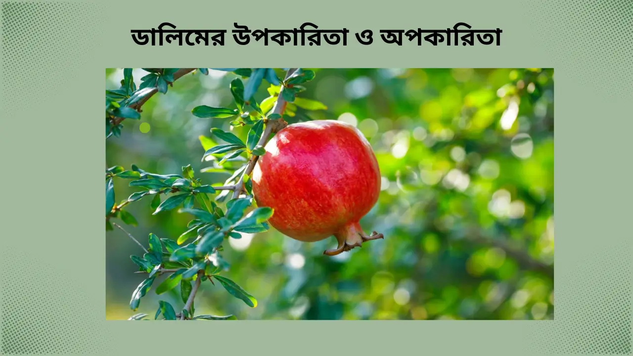 ডালিমের-উপকারিতা-ও-অপকারিতা